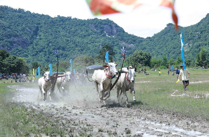 Ox racing festival of the Khmer in An Giang attracts large spectator