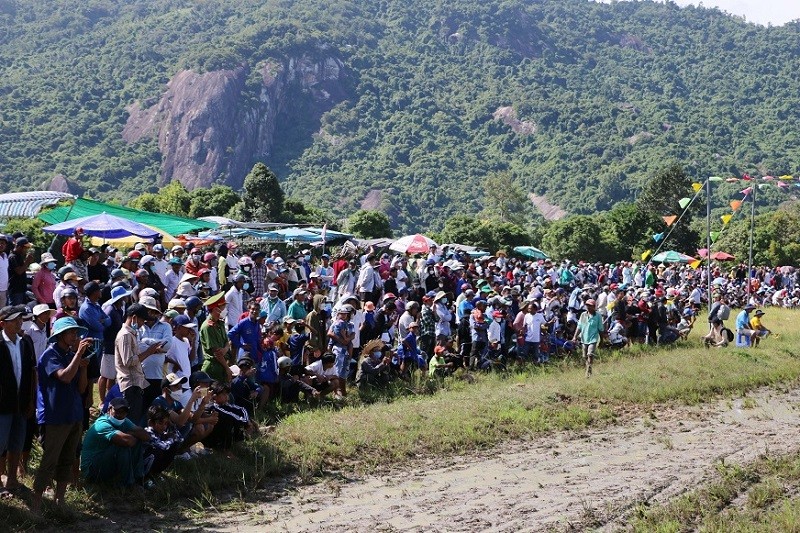 Ox racing festival of the Khmer in An Giang attracts large spectator