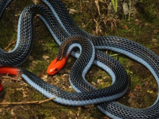 Nọc rắn nguy hiểm bậc nhất lại có thể giảm đau