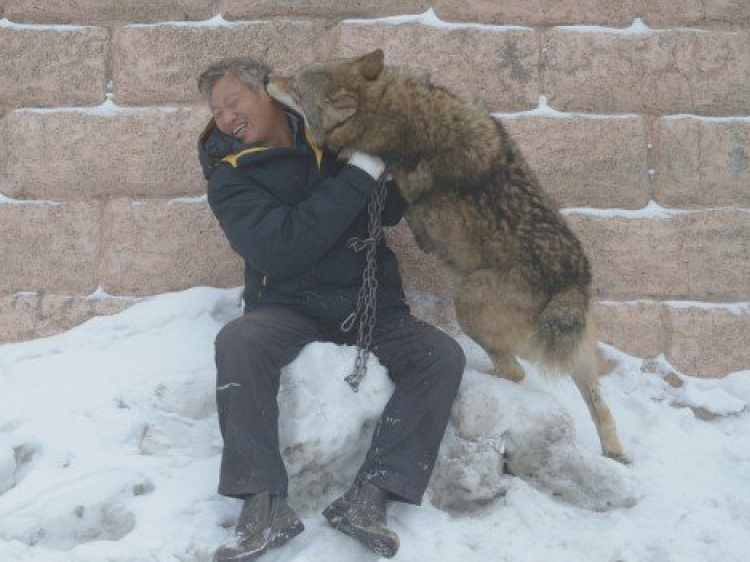 Chuyện về người nuôi chó sói ở Tân Cương