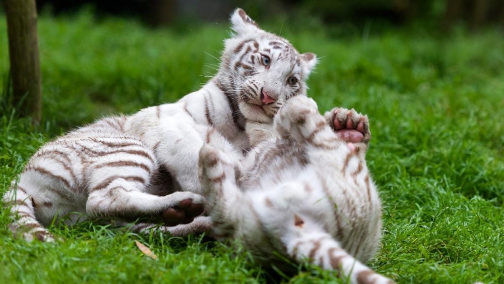 (02.13) Hai chú hổ trắng con tại vườn thú ở Pakistan bị tình nghi tử vong do Covid-19 - Ảnh minh họa. (Nguồn: Reuters)