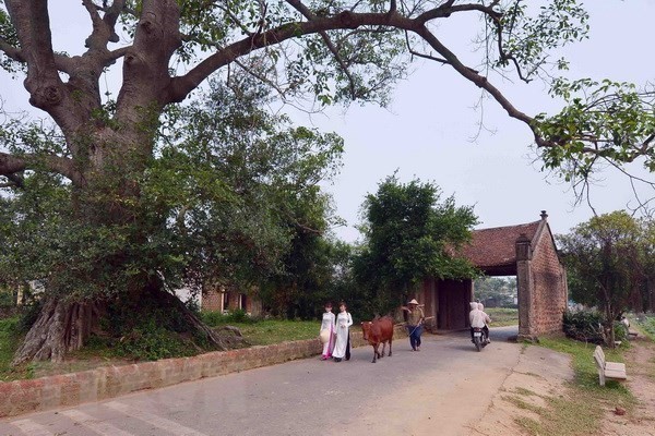 (02.03) The gate of Duong Lam village (Photo: VNA)