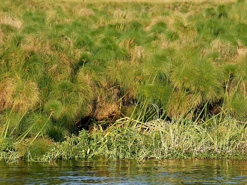 (04.30) Môi trường sống của cây Papyrus là vùng đầm lầy dọc bờ sông Nile (Nguồn: African Plants – A Photo Guide).