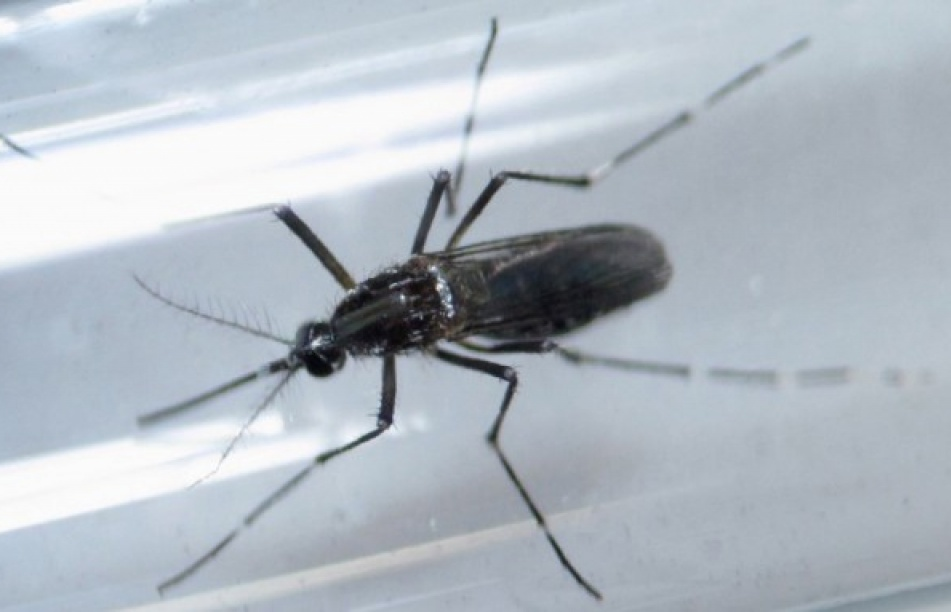 Thái Lan ghi nhận 21 ca nhiễm virus Zika tại Bangkok