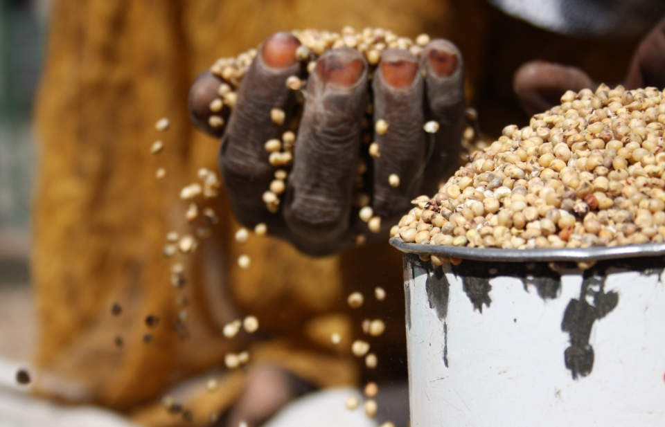 FAO: Giá lương thực thế giới tiếp tục tăng