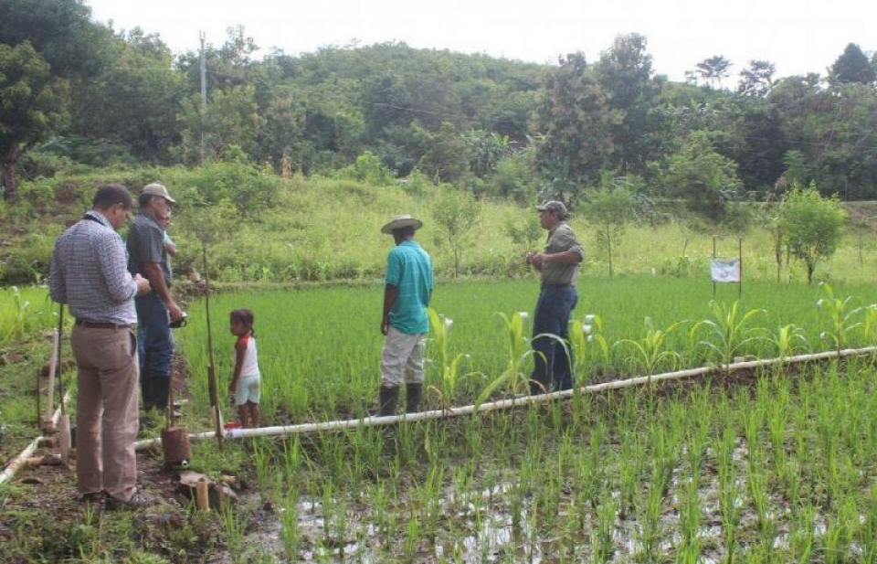 Panama triển khai hệ thống trồng lúa tiết kiệm nước