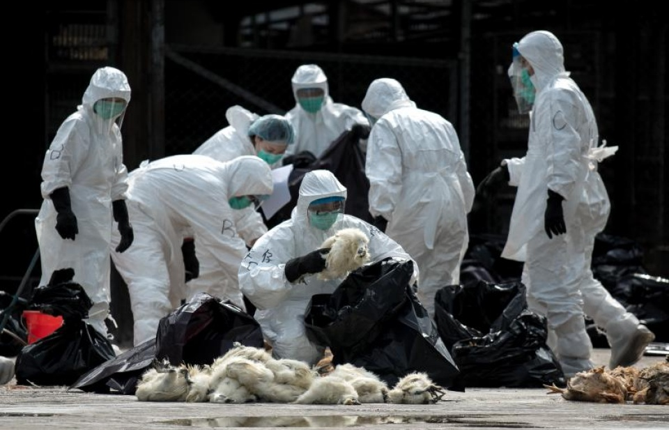 Trung Quốc: Thêm trường hợp tử vong do nhiễm cúm H5N6