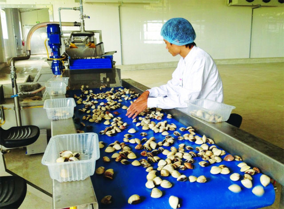 nam dinh exports first container of oysters to europe