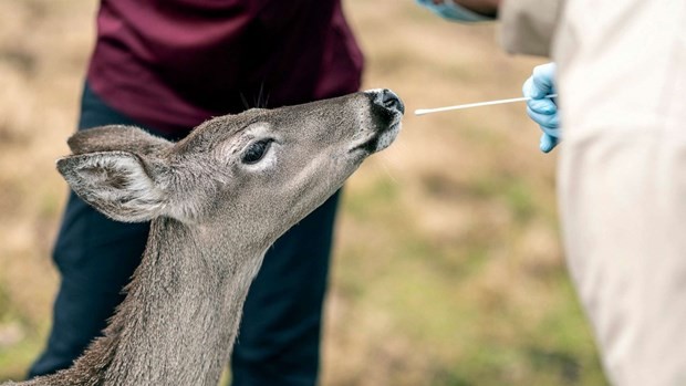 Các nhà khoa học lấy mẫu dịch mũi của một con hươu. (Ảnh: The New York Times)
