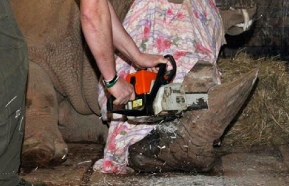 Séc: Vườn thú cưa sừng tê giác để… chống trộm