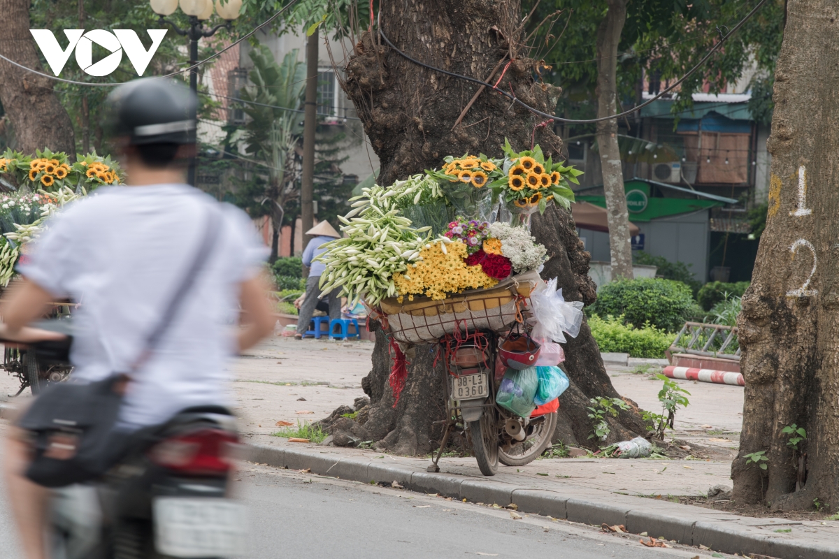 Dịu dàng, tinh khôi mùa hoa loa kèn vấn vương nơi phố phường Hà Nội