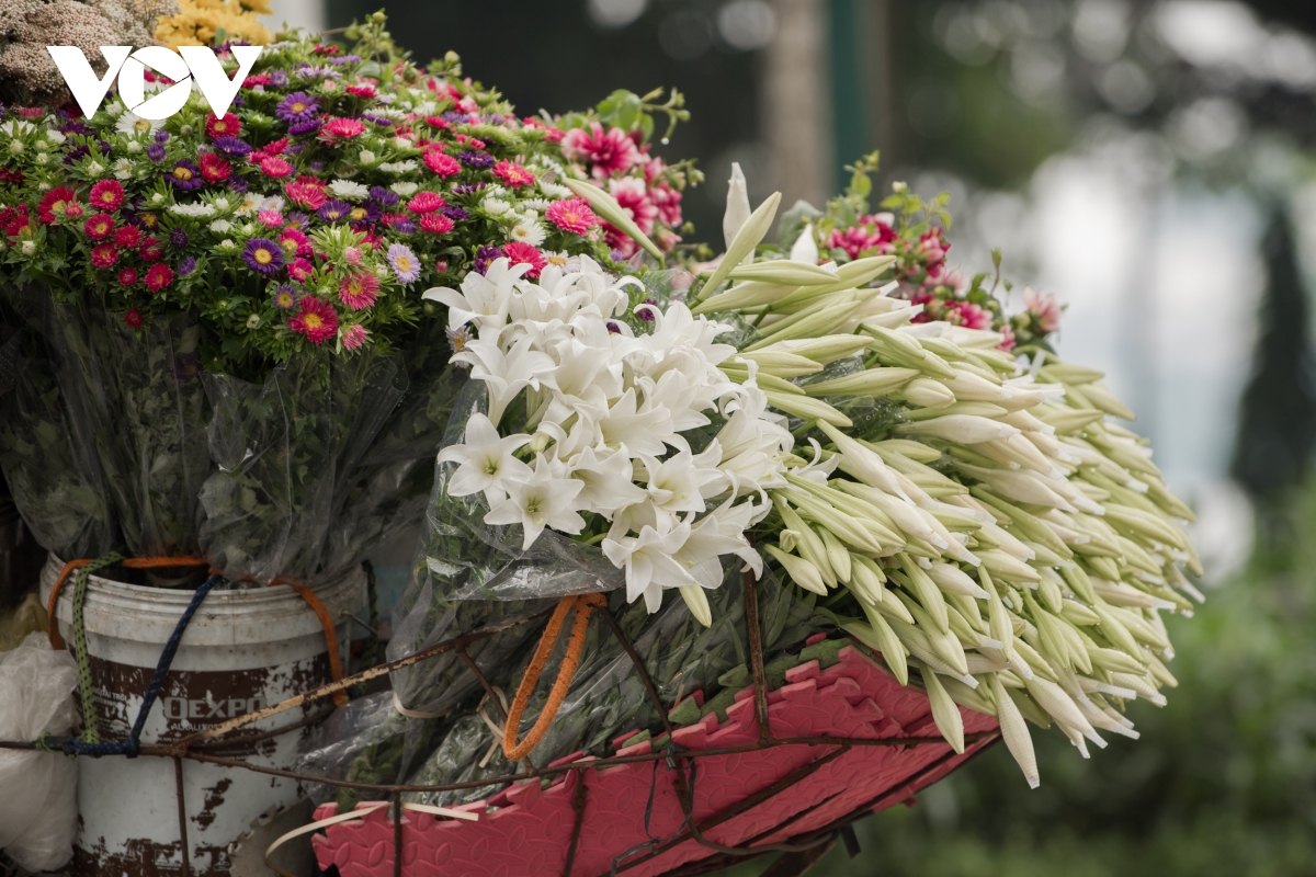 Dịu dàng, tinh khôi mùa hoa loa kèn vấn vương nơi phố phường Hà Nội