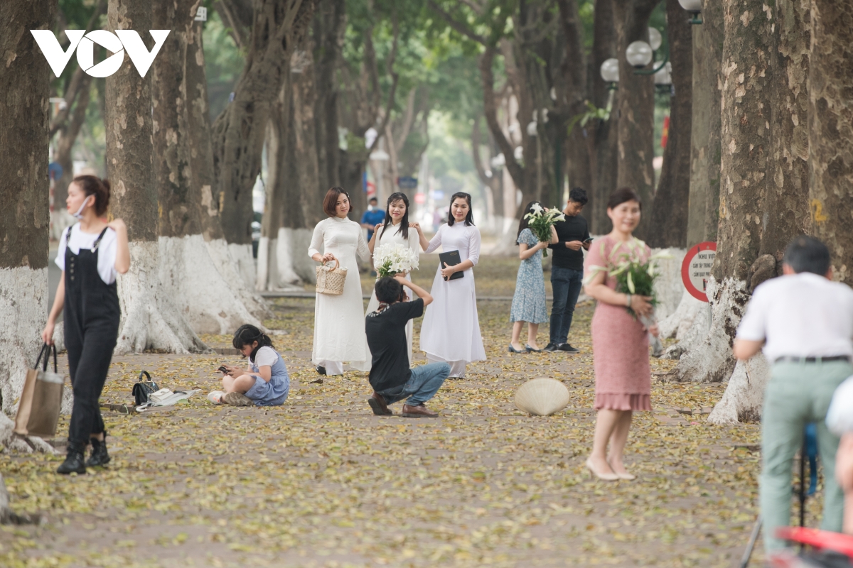 Dịu dàng, tinh khôi mùa hoa loa kèn vấn vương nơi phố phường Hà Nội