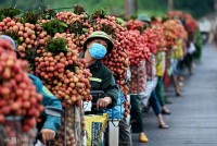 Thương lái Trung Quốc đã được giải quyết các thủ tục để đến Bắc Giang thu mua vải thiều