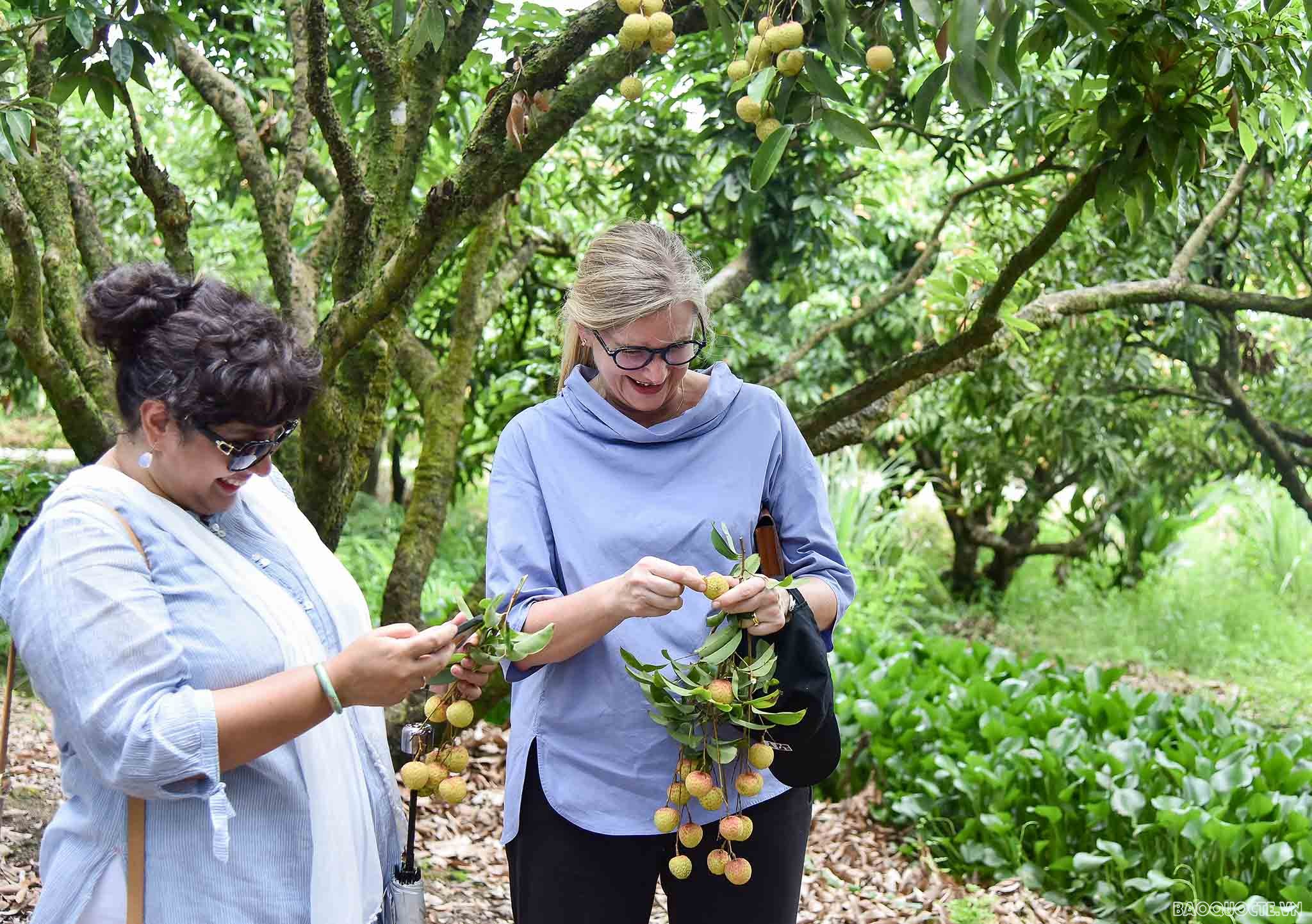 Bè bạn quốc tế thăm quan cây vải tổ, trải nghiệm hái vải và làm bánh đậu xanh tại Hải Dương