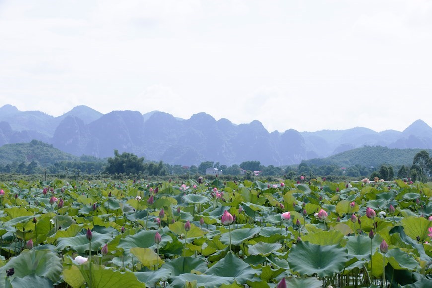 Lost in the charm of lotus valley near Hanoi