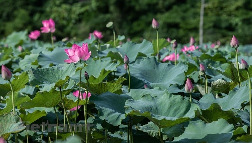 Lost in the charm of lotus valley near Hanoi