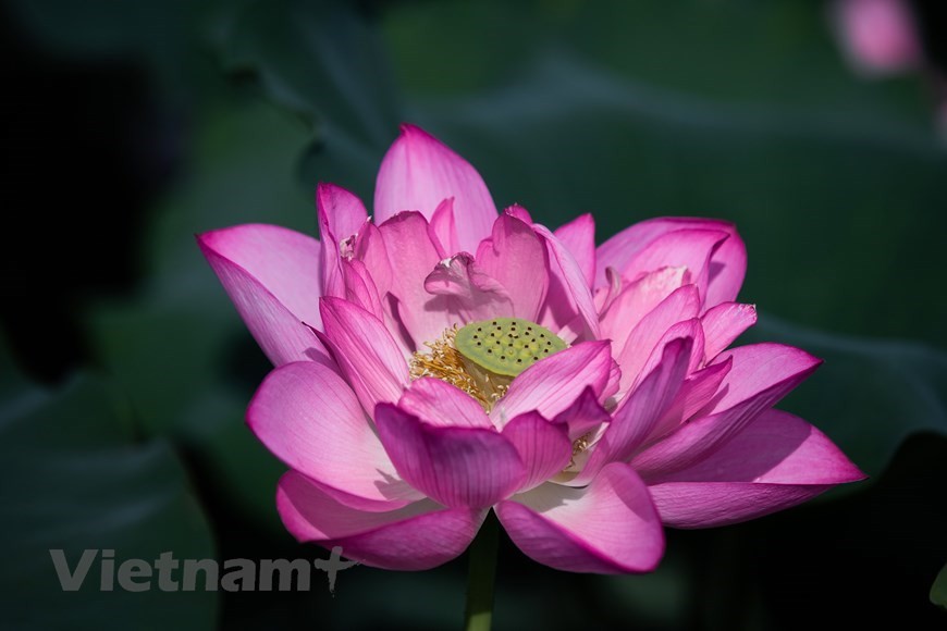 Lost in the charm of lotus valley near Hanoi