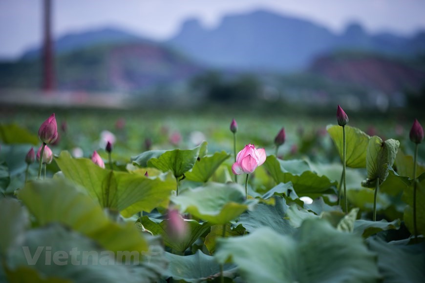 Lost in the charm of lotus valley near Hanoi