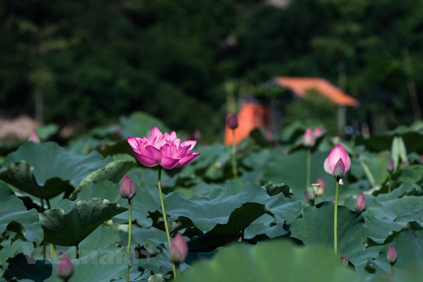 Lost in the charm of lotus valley near Hanoi