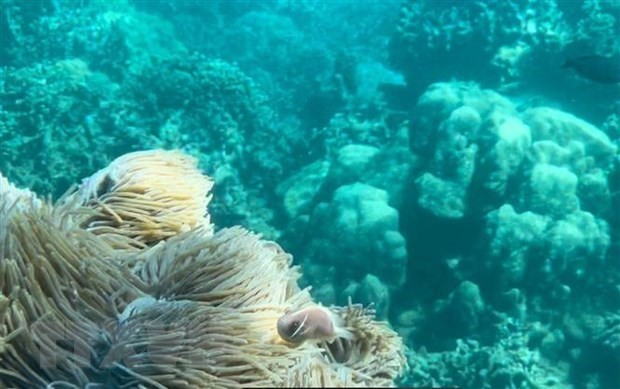 A coral reef in medium condition in Nha Trang Bay. (Photo: VNA)