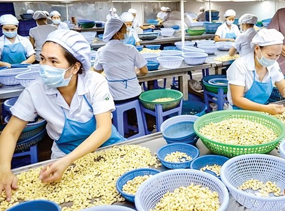 Vietnamese companies regain control of cashew nut containers in suspected scam in Italy. (Photo: VNA)