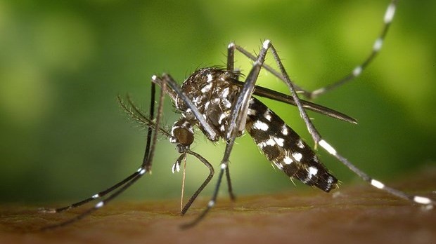 Đột phá trong nghiên cứu vaccine ngừa bệnh sốt chikungunya