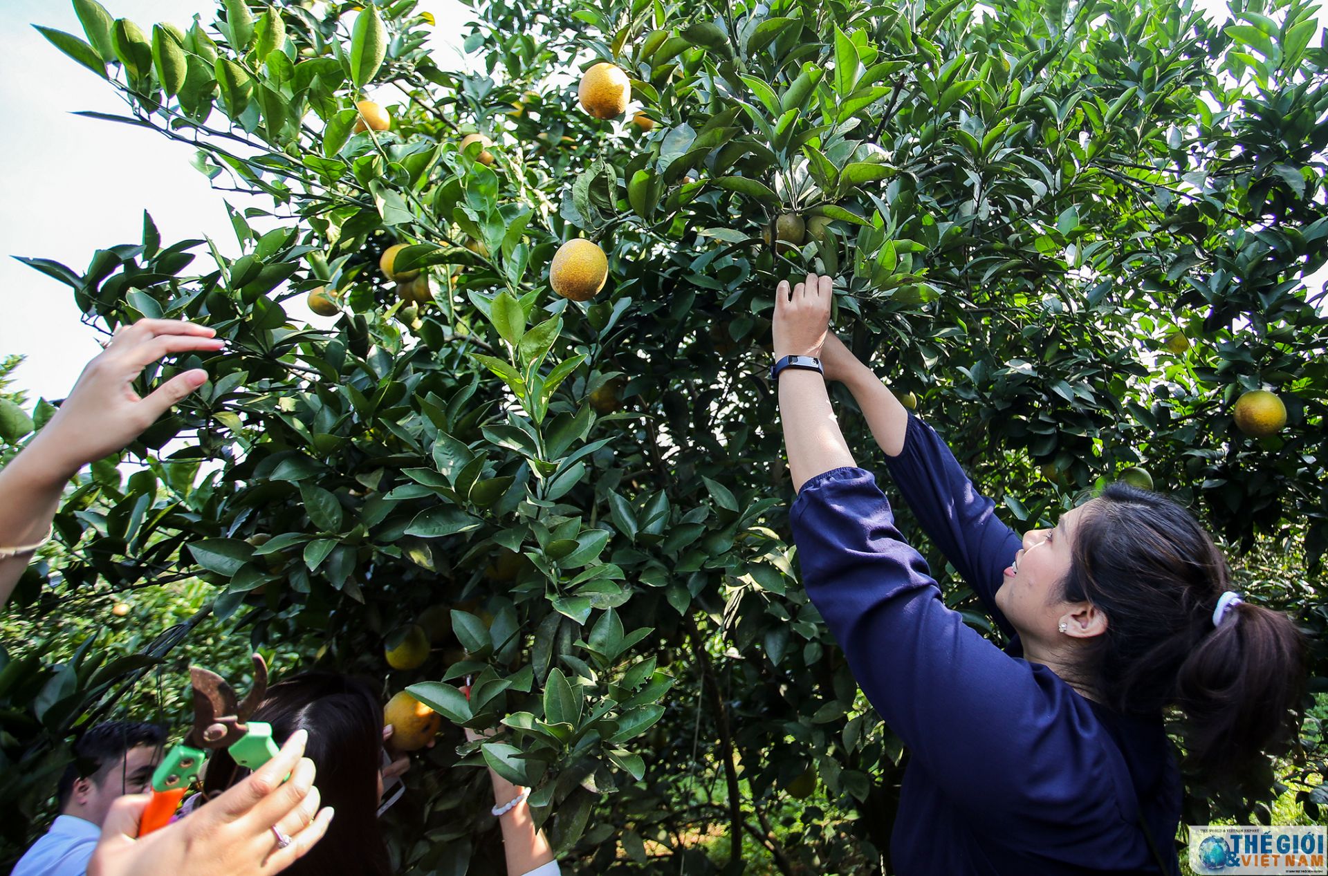 khi thanh vien nhom phu nu cong dong asean tai ha noi tro thanh nguoi lam vuon