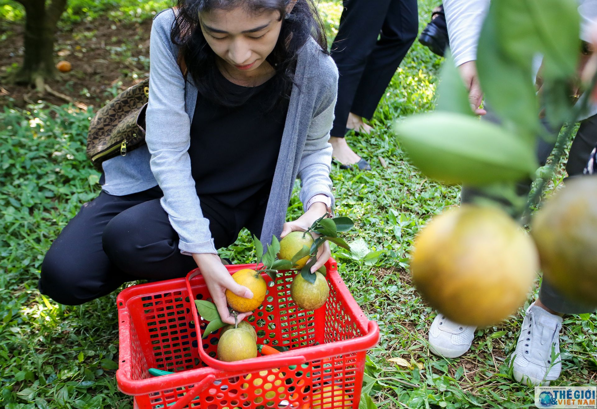 khi thanh vien nhom phu nu cong dong asean tai ha noi tro thanh nguoi lam vuon