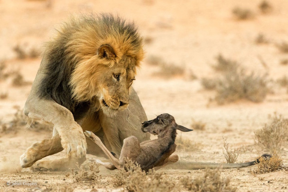 nhung de cu cuoc thi anh dep ve cuoc song hoang da cua nam