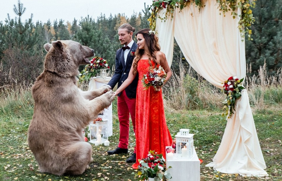 Chú gấu nâu khổng lồ mang nhẫn cưới cho cặp vợ chồng ở Nga