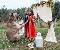 Chú gấu nâu khổng lồ mang nhẫn cưới cho cặp vợ chồng ở Nga