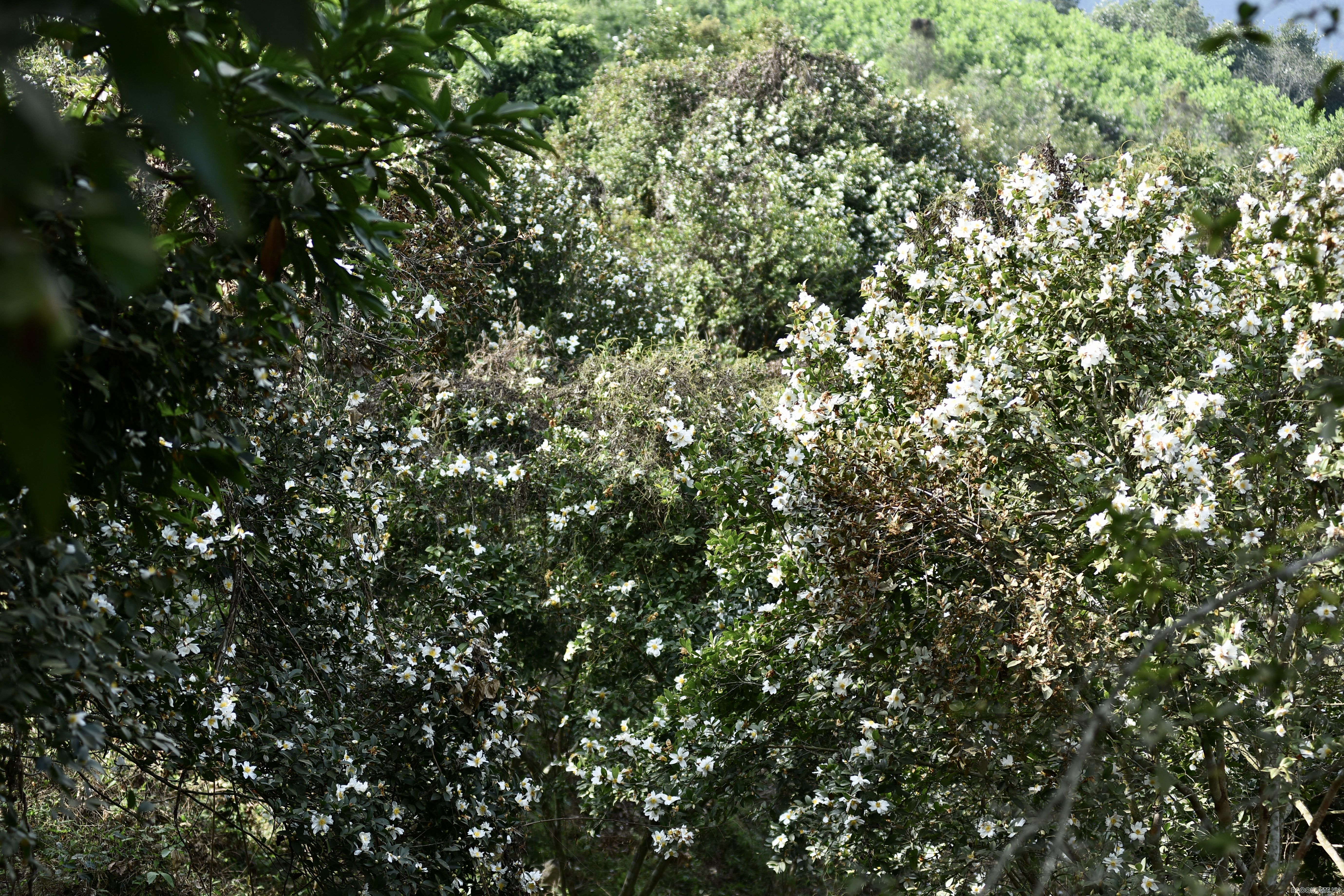 Du lịch Bình Liêu: Ngắm rừng hoa sở phủ sắc trắng tinh khôi