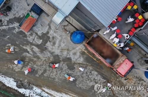 Các quan chức chuẩn bị tiêu hủy những con chim tại một trang trại trứng ở Yeoju, 105 km về phía nam Seoul, vào ngày 22 tháng 12 năm 2020. (Yonhap)