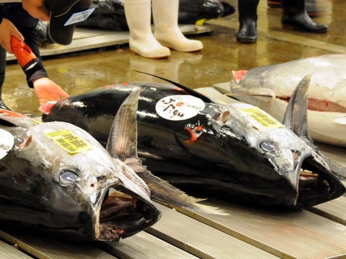 Sôi động chợ cá lớn nhất thế giới ở Nhật Bản