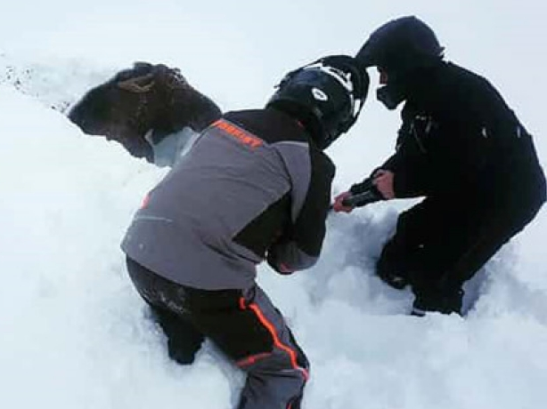 Giải cứu chú nai mắc kẹt trong lớp tuyết dày 2m ở Canada