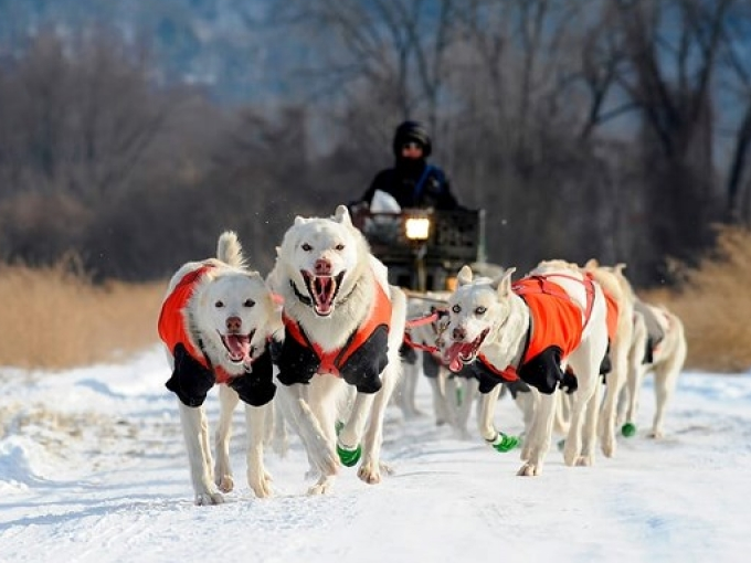 Huấn luyện chó kéo xe trượt tuyết trong giá rét ở Mỹ