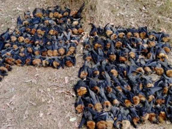 Hàng nghìn con dơi chết vì nắng nóng ở Australia