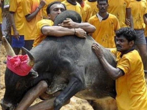 Ấn Độ: 5 người bị húc chết trong lễ hội thuần bò