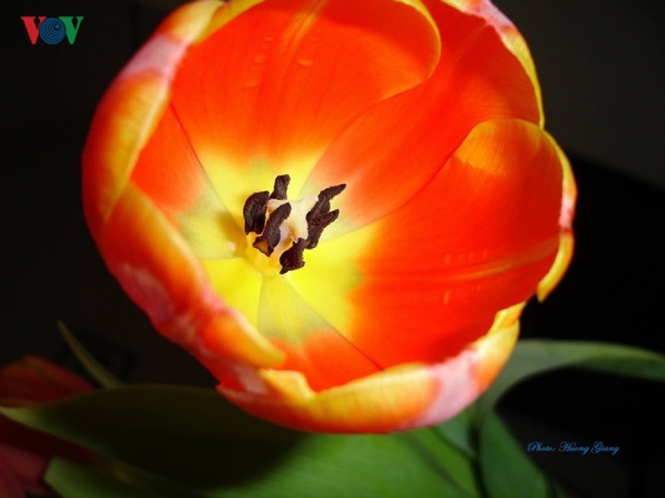ha lan huyen thoai loai hoa tulip