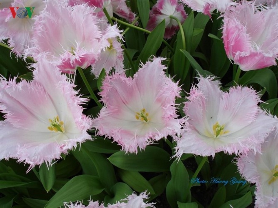 ha lan huyen thoai loai hoa tulip