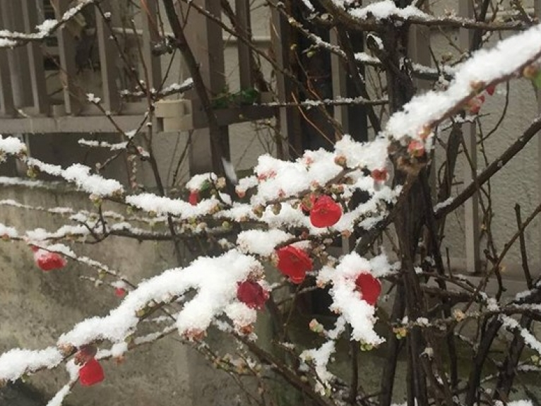 Tuyết đầu mùa phủ trắng trời Tokyo