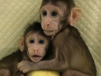 Trung Quốc: Nhân bản vô tính khỉ thành công