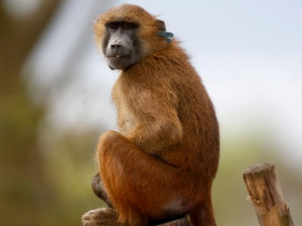 Sở thú Paris đóng cửa vì 50 khỉ đầu chó sổng chuồng