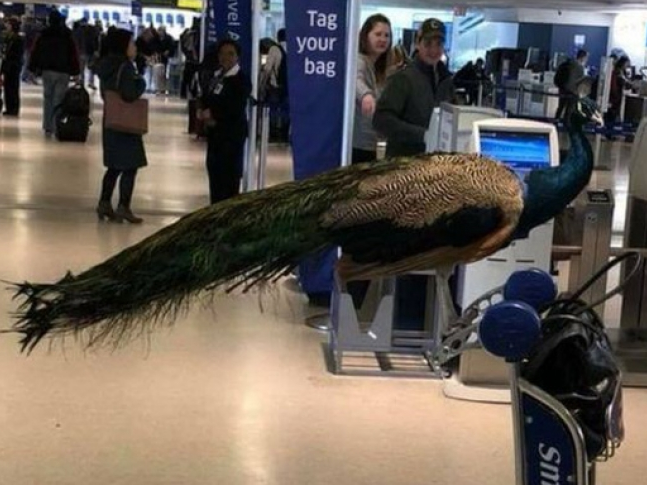 Hành khách Mỹ "năn nỉ" được mang chim công lên máy bay