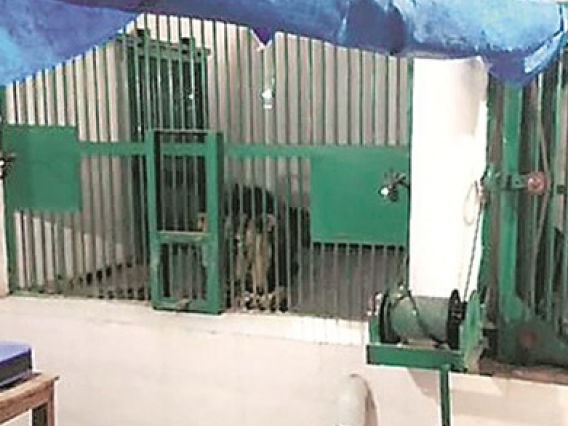 Ấn Độ: Tự ý xâm nhập vườn thú, người đàn ông bị sư tử cắn chết