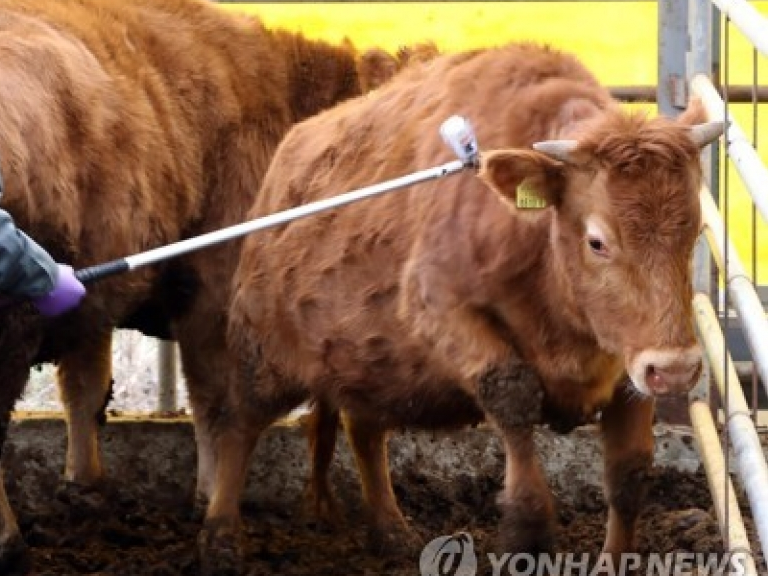 Hàn Quốc tăng cường đối phó với dịch bệnh lở mồm long móng ở gia súc