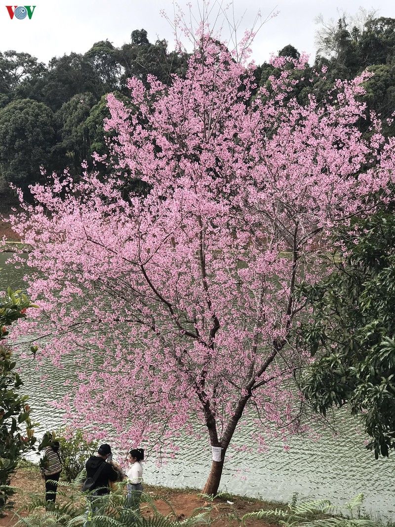 dep ngat ngay hoa anh dao tren cao nguyen mang den kon tum