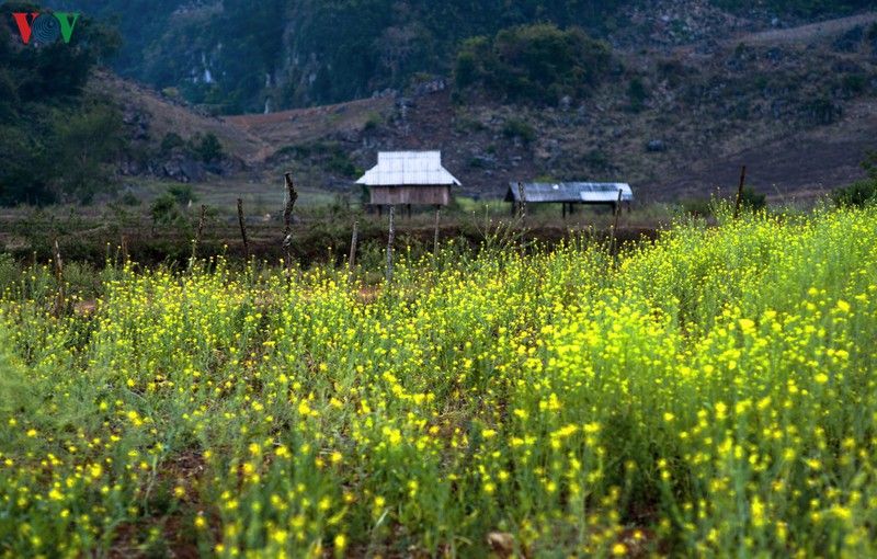 ngam sac hoa ruc ro khi mua xuan ve tren cao nguyen moc chau