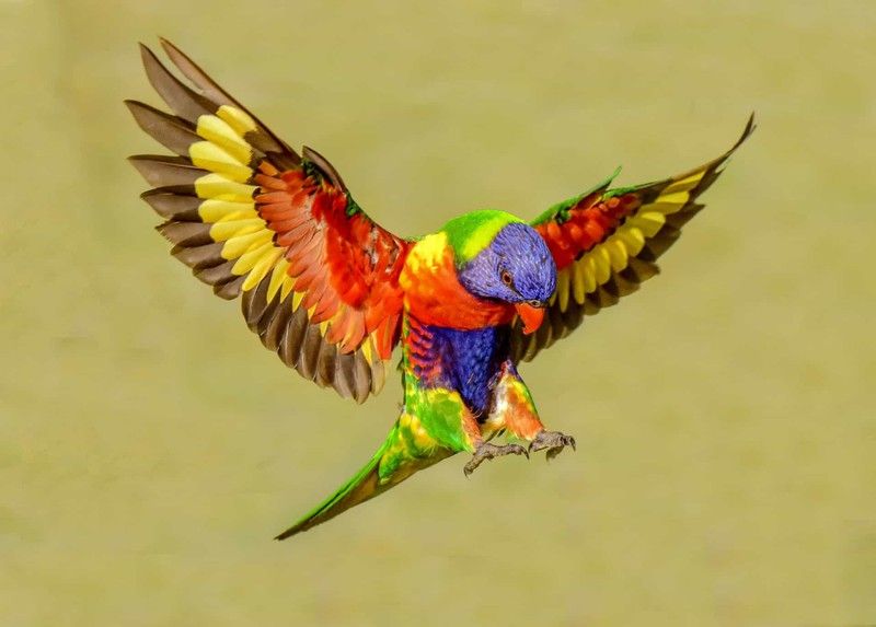 Chim lông đẹp thế giới: Những loài chim lông đẹp trên thế giới đang chờ đợi bạn khám phá! Từ đại bàng hoàng gia ở Châu Âu, đến chim hồng xinh đẹp ở Châu Phi, những hình ảnh này sẽ khiến bạn cảm thấy tràn đầy kỳ vọng về cuộc sống.